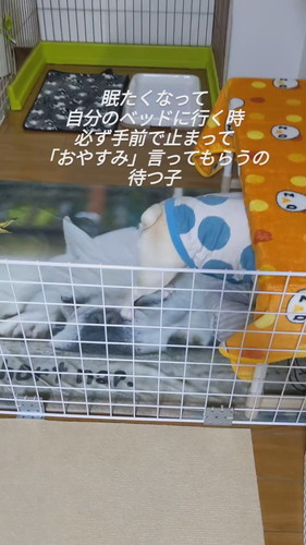 ベッドに入るフレブル