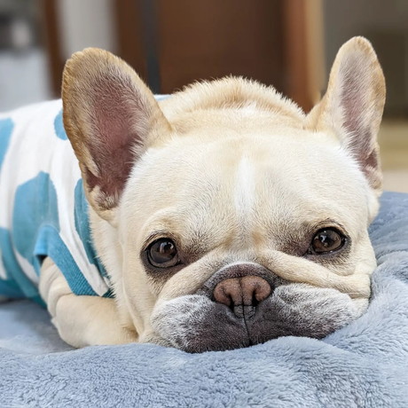 瞳うるうるのフレブル