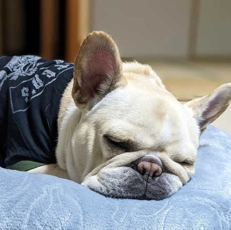 まったりするフレブル