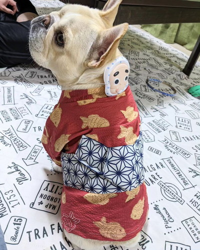 七夕のフレブル