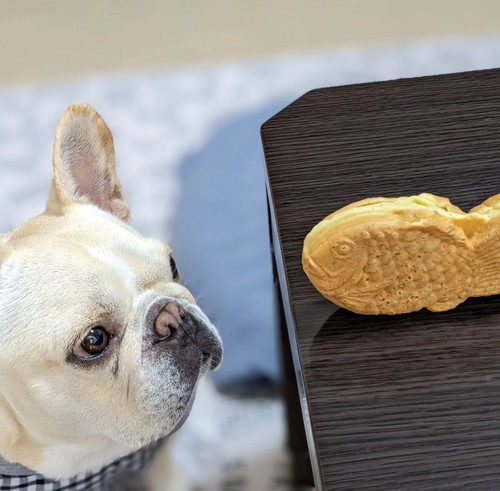 たい焼きが気になるフレブル