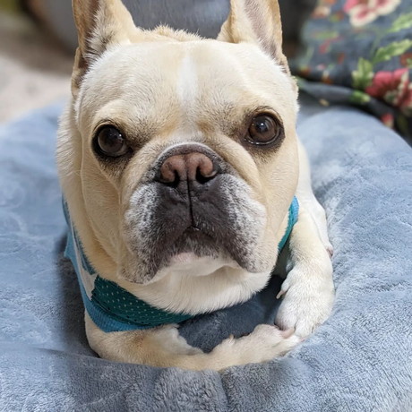 かわいいフレブル