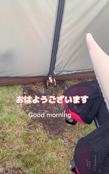 鼻を出してアピールする柴犬