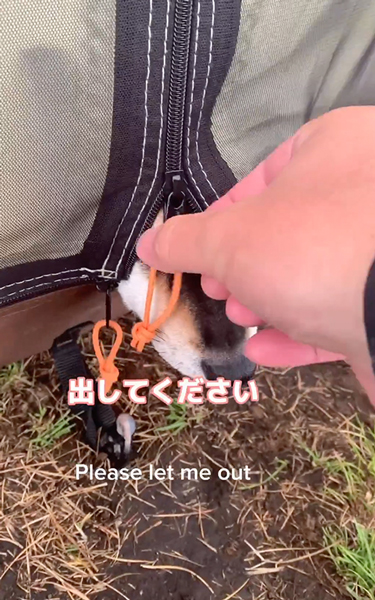 鼻を出してアピールする柴犬