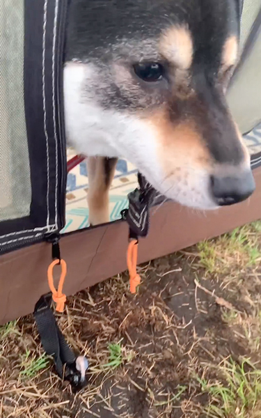 鼻を出してアピールする柴犬