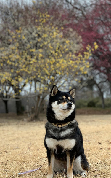 梅と柴犬
