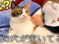 あごがハゲて真っ赤になっている愛猫を急いで動物病院へ……　診断結果に拍子抜けするも「愛されてるね」の声