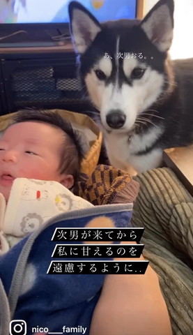 抱っこされる赤ちゃんを見るワンコ