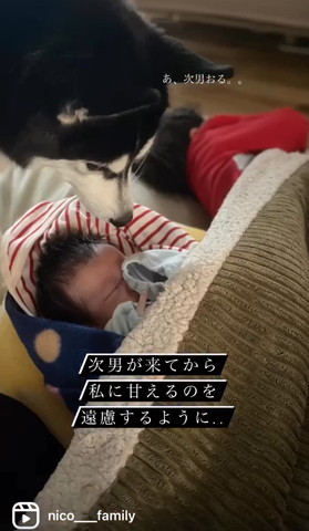 寝てる赤ちゃんを上から見るワンコ