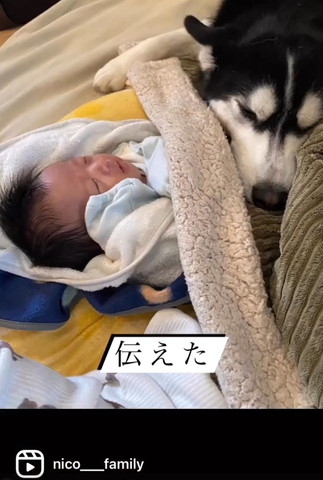 赤ちゃんのお腹で寝るワンコ