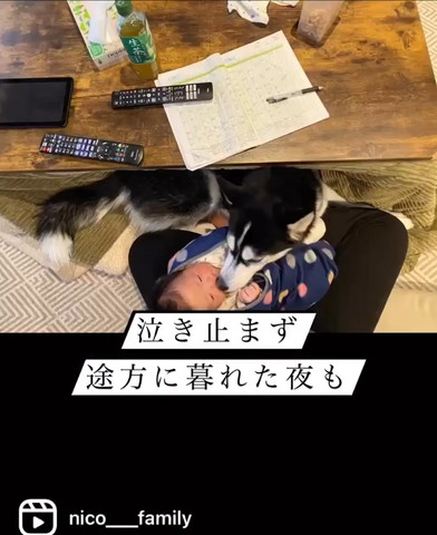 赤ちゃんの顔に近づくワンコ