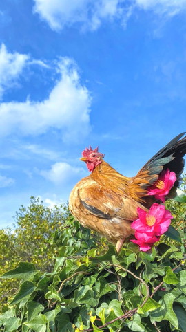 空とニワトリと花