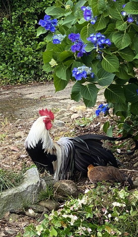 あじさいとニワトリ
