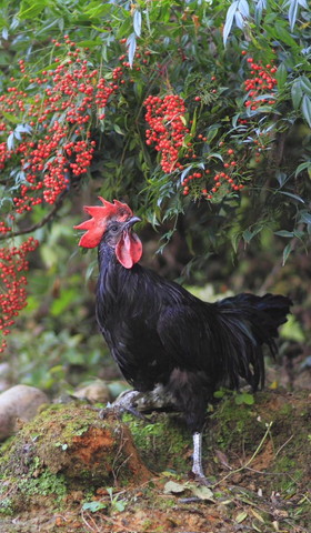 子猫カメラ目線