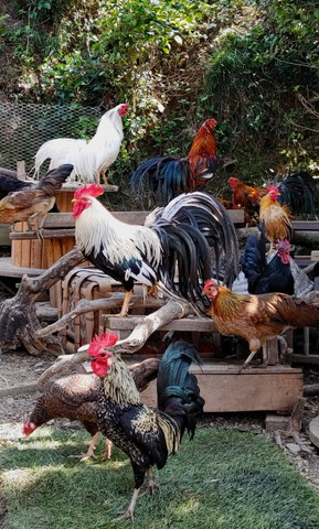 台に乗ってるニワトリの群れ