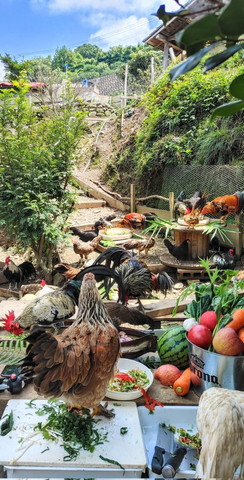 ごはんたべてるニワトリたち