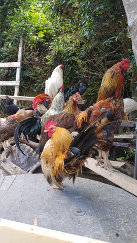 ニワトリ群れ真ん中に黄色いニワトリ