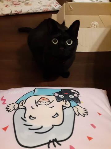 クッションと黒猫