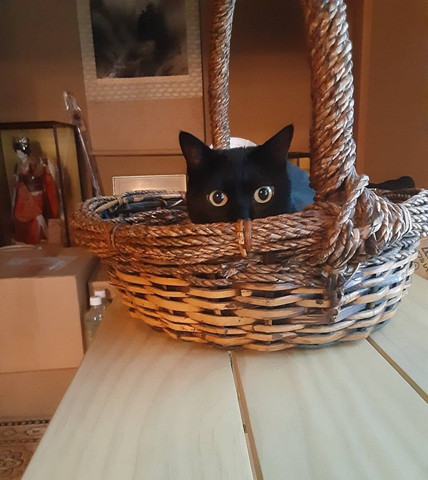 かごに入ってる猫