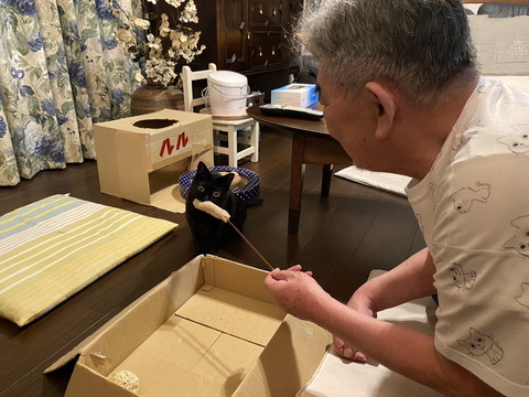 猫じゃらしくわえてる猫