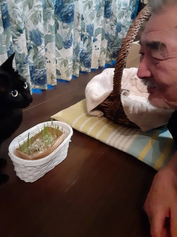 猫草と猫とお父さん