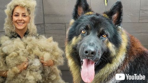 大型犬とトリマー