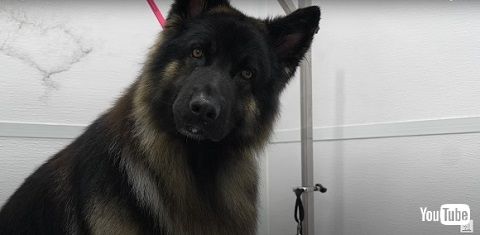 うれしそうな大型犬