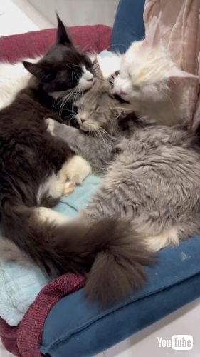 Keeps Household Groomed