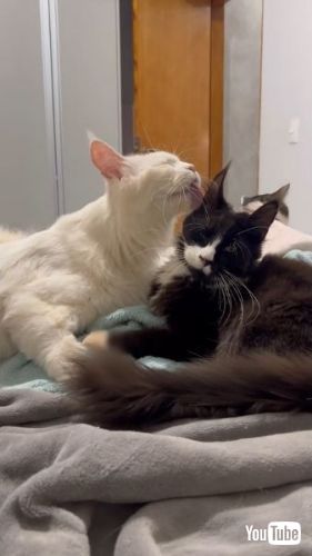 Keeps Household Groomed