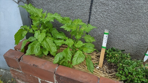 青じそ　おすそわけ　優しい世界