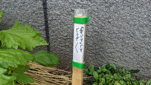 青じそ　おすそわけ　優しい世界