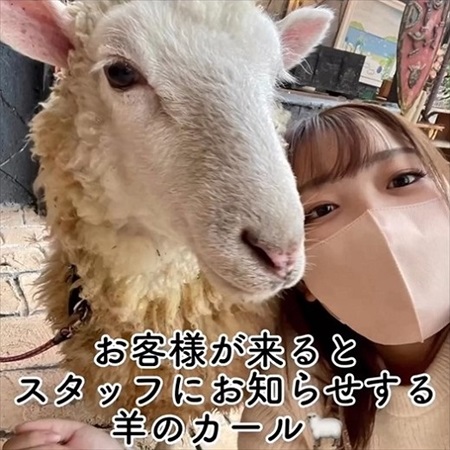 お客さんが来ると知らせてくれる羊