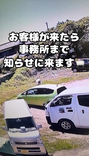 車と羊