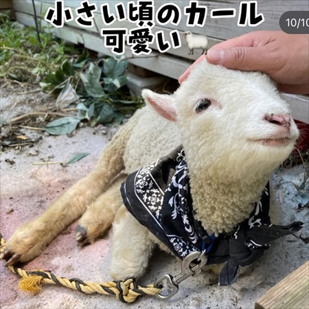 小さいころの羊のカール君