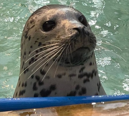 ゴマフアザラシ