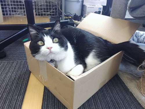 猫のピピちゃん