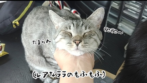 猫のピピちゃん
