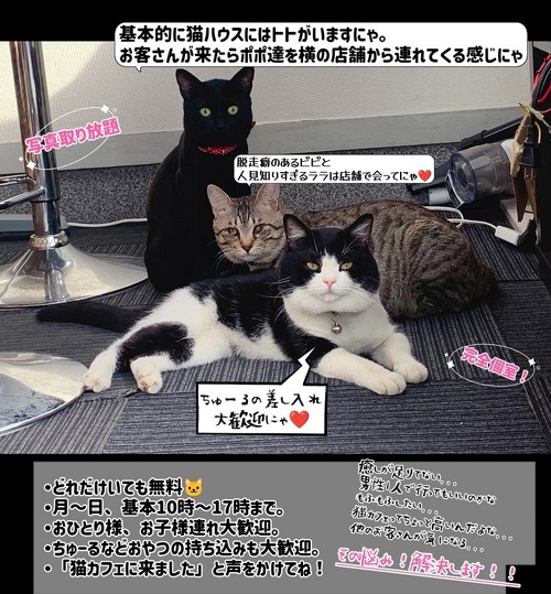 猫ハウスの案内