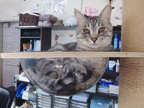 猫のララちゃん正面