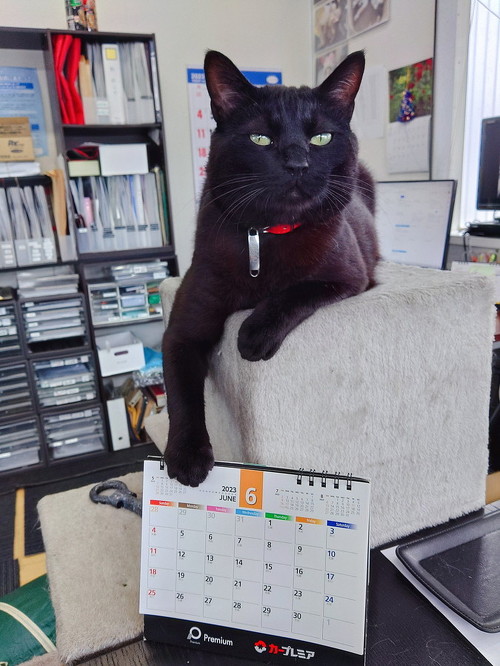 黒猫のポポちゃん
