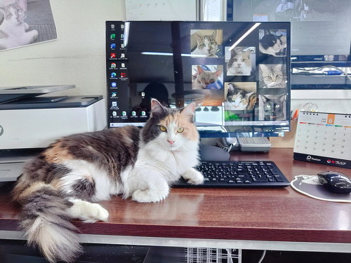 猫のココちゃん