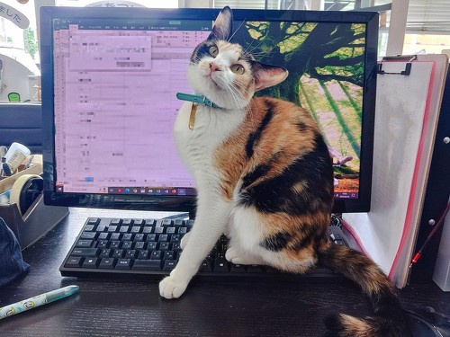 猫のネネちゃん