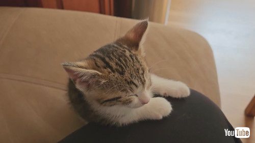 「Kitten Can't Stay Awake || ViralHog」