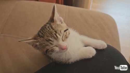 「Kitten Can't Stay Awake || ViralHog」