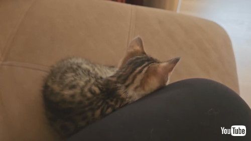 「Kitten Can't Stay Awake || ViralHog」