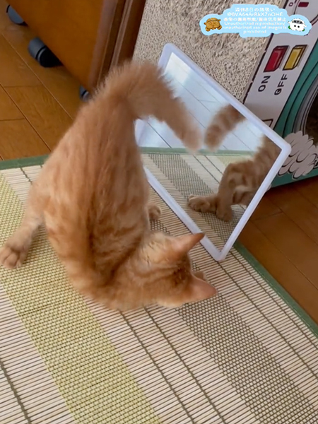 鏡に映る自分の姿に夢中な子猫