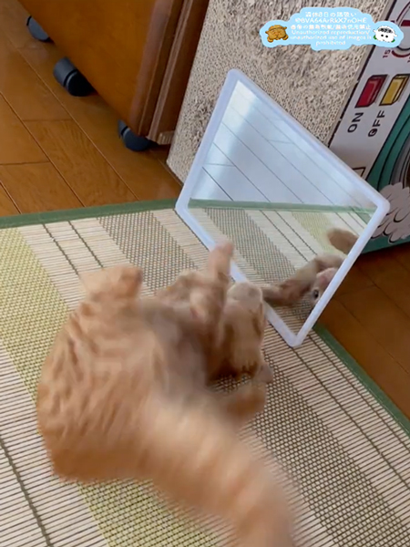 鏡に映る自分の姿に夢中な子猫