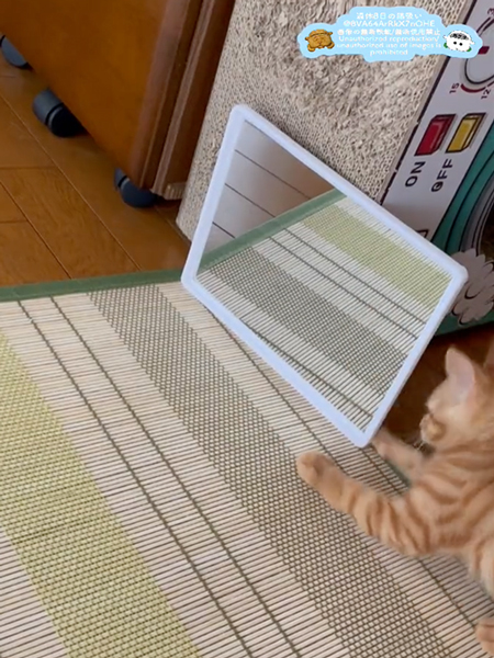 鏡に映る自分の姿に夢中な子猫