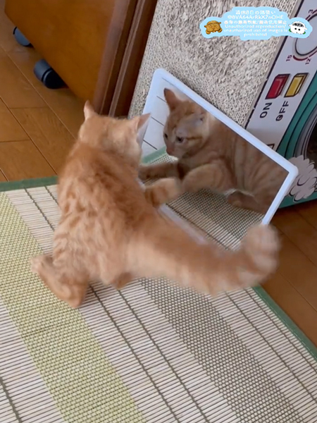 鏡に映る自分の姿に夢中な子猫