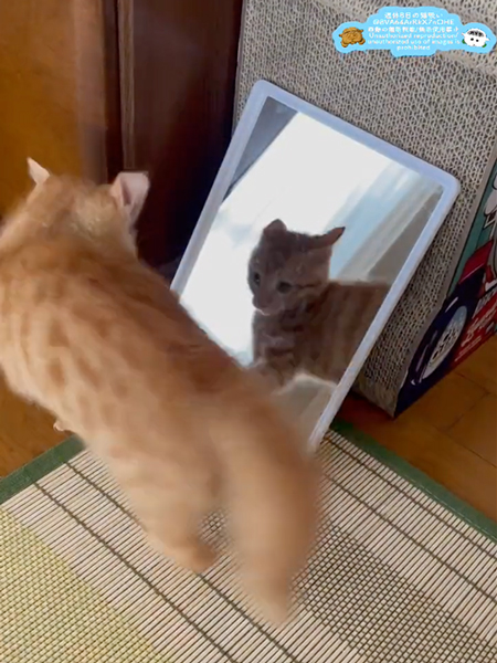 やんのかステップ